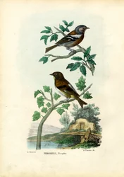 Fringuello, 1863-79